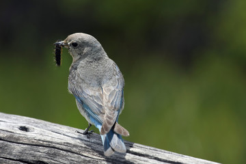 Bird in usa