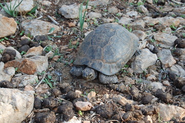 large tortoise with head and shell