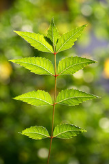 Green neem leaves,Azadirachta indica
