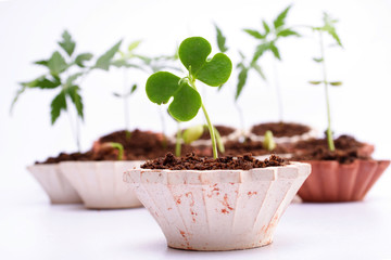 New life-Growing baby plants