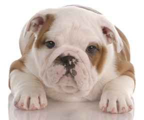 eight week old english bulldog puppy laying down
