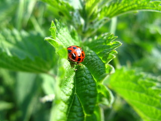 Fototapeta premium Marienkäfer