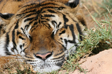 Sleeping tiger