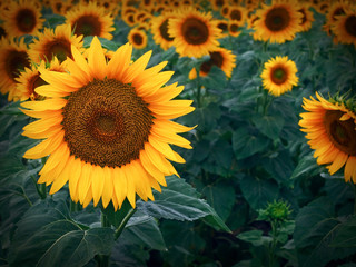 Sunflower close-up