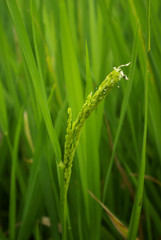 Brin de riz Balinais en gros plan