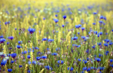 Corn flowers