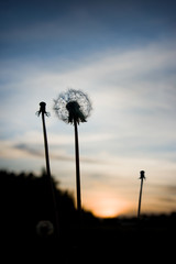 Close up of silhouette of dandelion at sunset