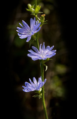 Chicory