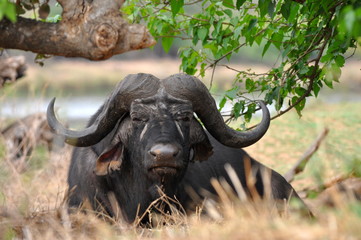 buffalo in Kruger national park,South Africa