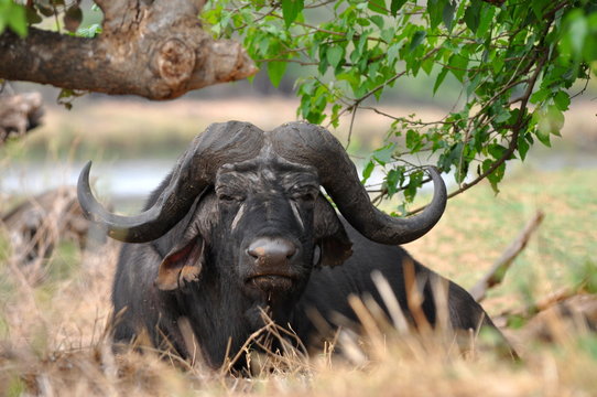 Buffalo In Kruger National Park,South Africa