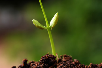 Beginning-Baby plant