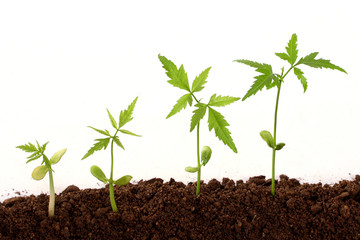 Four plants growing from soil