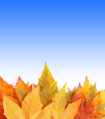 Yellow leaves isolated on white