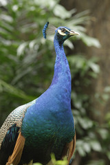 Obraz premium Close-up view of an Indian Blue Peacock (Pavo cristatus)