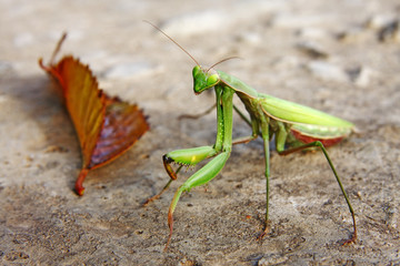 Mantis