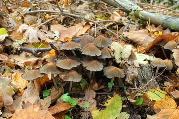 Mushrooms 2