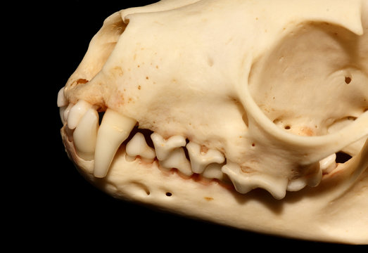 Dientes de hur&oacute;n