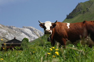 Fototapeta na wymiar Cow Haute Savoie