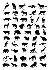 Animal