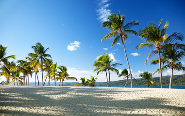 caribbean sea and palm