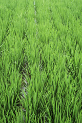 Paddy field in spring