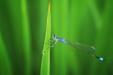 Damselflies on green leaf