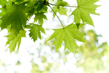 maple leaves