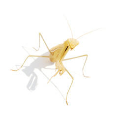 mantis
