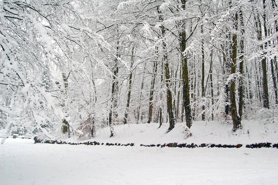 Forêt scandinave en hiver recouverte de neige