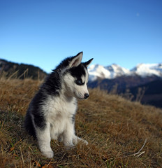 Junger Husky im Gras sitzend
