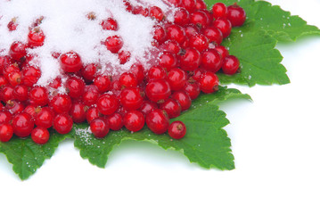 Johannisbeere - currant 23