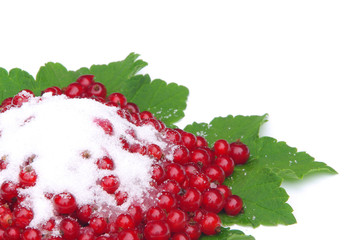 Johannisbeere - currant 26