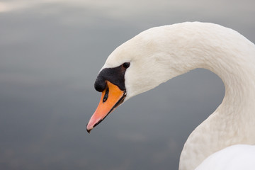Fototapeta premium Schwan Portrait