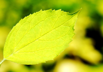 Green leaf background