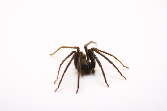araign&eacute;e