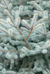 blue fir-tree