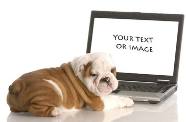 english bulldog puppy working on computer