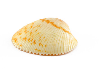 shell