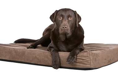 Handsome Chocolate Labrador on His Memory Foam Bed. Comfy!