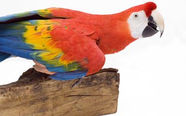 Guacamayo