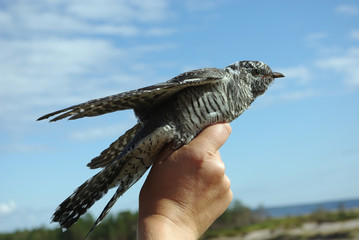Cuckoo on a hand it is high, against the dark blue sky.
