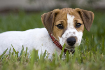 Jack Russell Puppy Laying in Grass