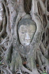 Buddha's head tangled on a tree's roots- Thailand