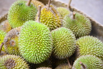 Naklejka na ściany i meble Durian