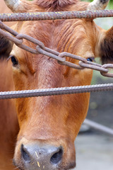 Cow behind the fence