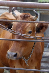 Cow behind the fence