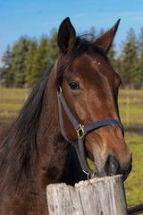Obraz premium Horse portrait