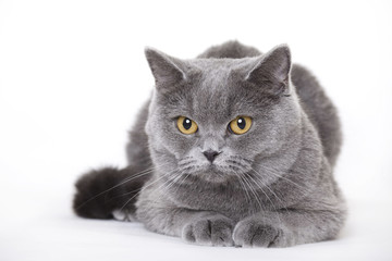 Cat, British shorthair