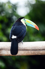 Toco Toucans