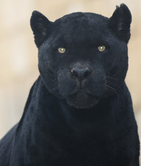 Black Panther © Natallia Vintsik